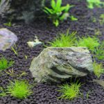 ヤマトヌマエビの効果　投入から3日目